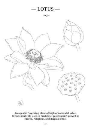 Herbalist's Coloring Book Image