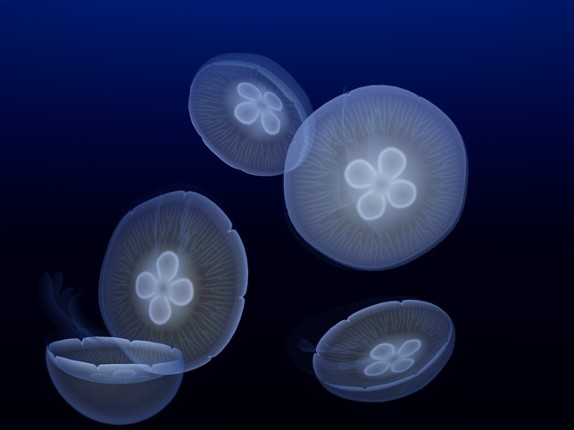 Jellyfish AR/VR 2 screenshot