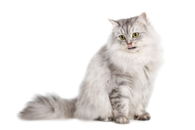 CAT RAIN screenshot