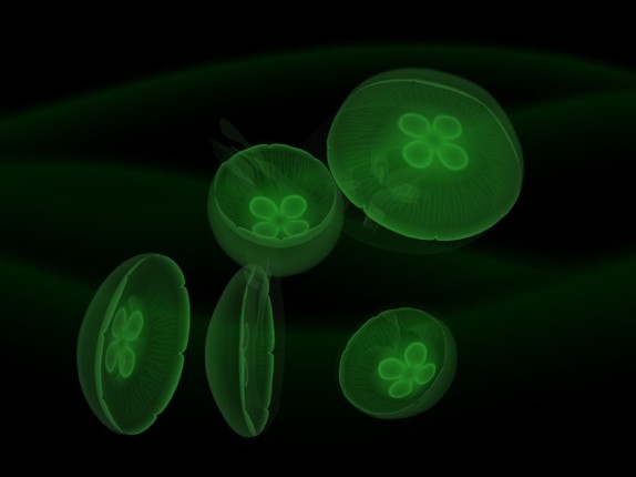 Jellyfish AR/VR 2 screenshot