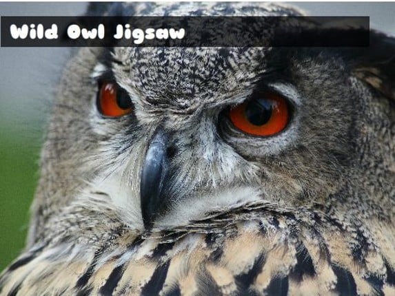 Wild owl Jigsaw Game Cover