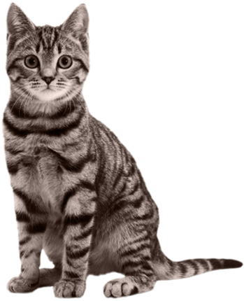 CAT RAIN Image