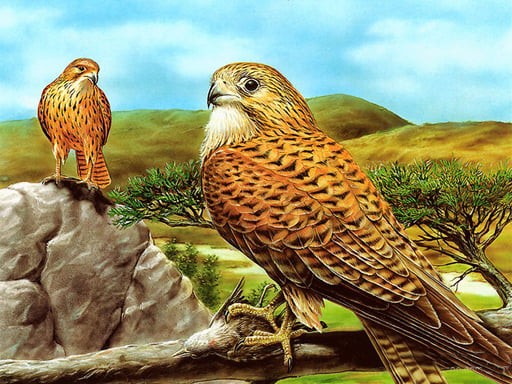 Games like Birds of Prey Slide