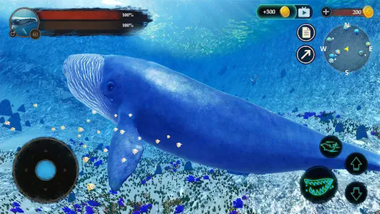 The Blue Whale Image