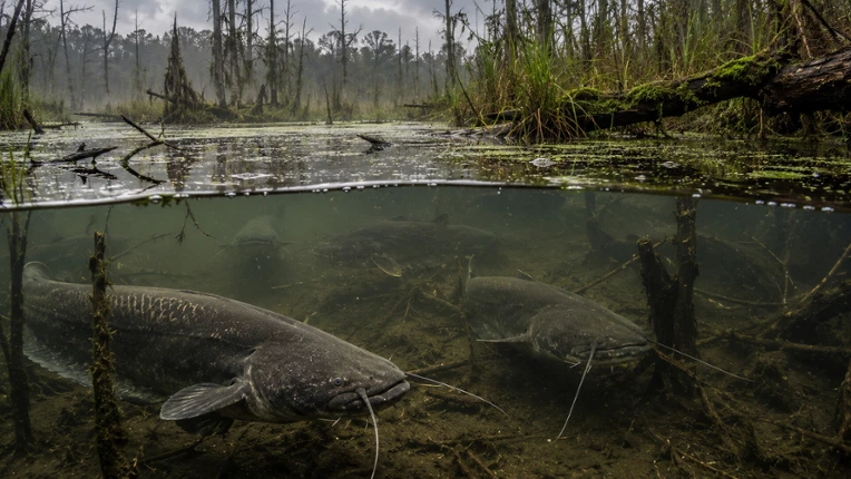 Puzzles: Fish Image