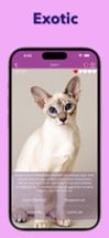 Cat Breed Games Dear My Kitten Image