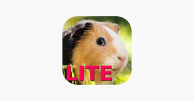 Guinea Pig Jigsaw Puzzle Games Image