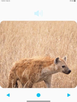 Animal Sounds Player Image