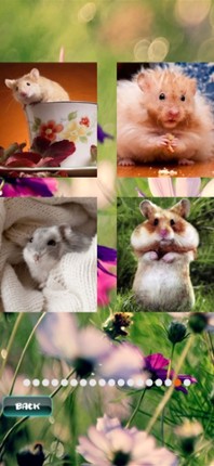 Hamster Puzzles Image