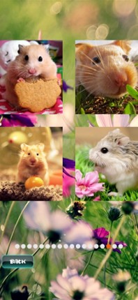 Hamster Puzzles screenshot