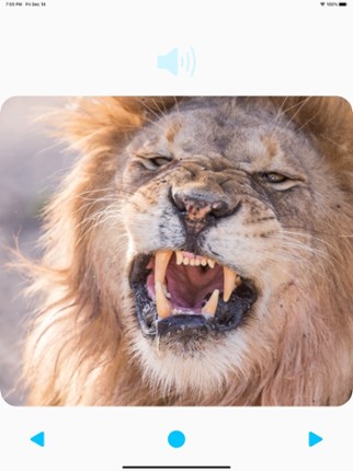 Animal Sounds Player screenshot