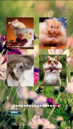 Hamster Puzzles Image