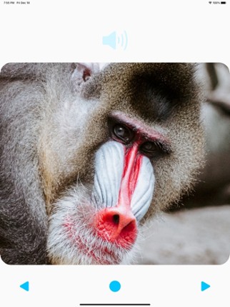 Animal Sounds Player screenshot
