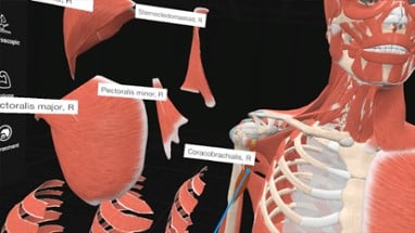 Everyday Anatomy VR Image