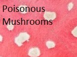 Games like Poisonous Mushrooms