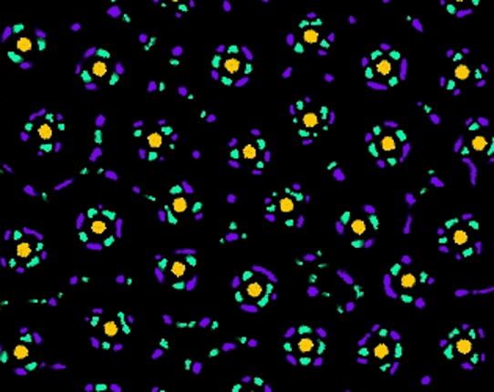 Clusters #Exp 10 Image