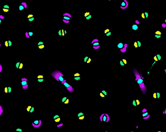 Clusters #Exp 10 Image