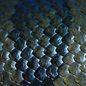 Games like Scale Security