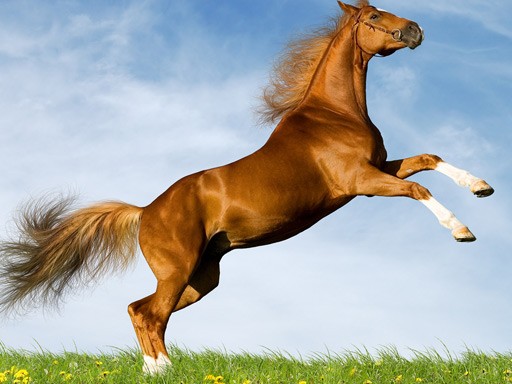 Games like Horse Slide