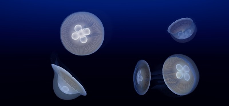 Jellyfish AR/VR 2 Image