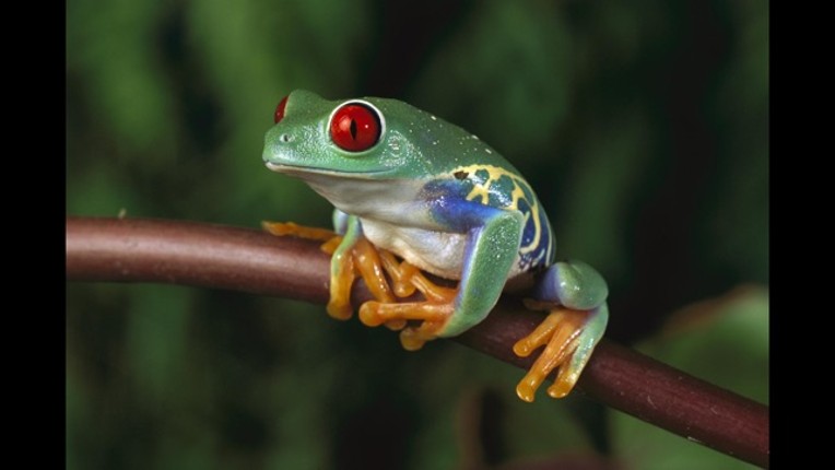 Animals Australia screenshot