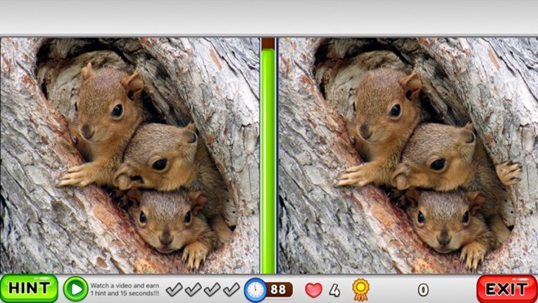 What is different? Animals Edition Image