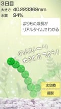 Marimo Game Free Image