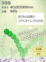 Marimo Game Free Image