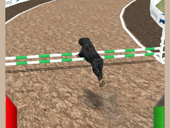 Crazy Real Dog Race Image