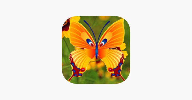 Butterfly Shoot Image