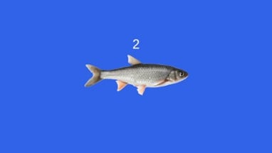 Fish Image