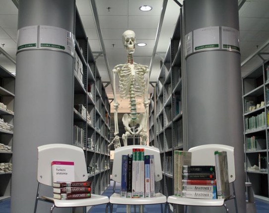 Becoming a Doctor: Anatomy of the Upper Limb Image