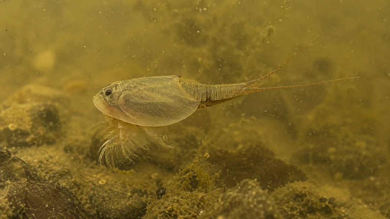 Puzzle Crustaceans Image