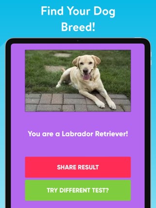 What Type Of Dog Are You? screenshot