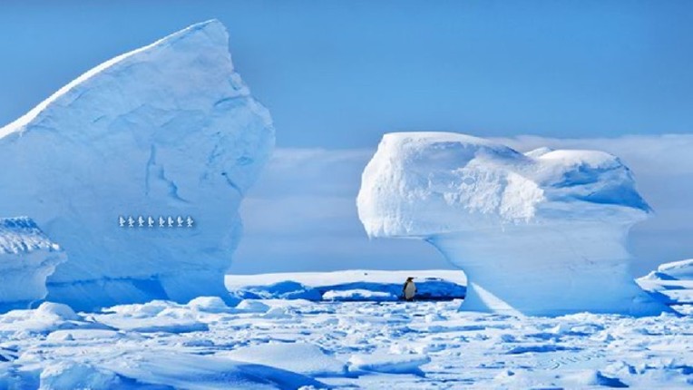 Antarctic Dolphin Escape screenshot