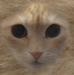 Games like Cat World