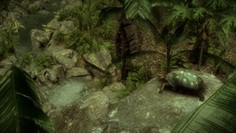 The Red-Footed Tortoise screenshot