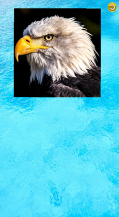 Animal puzzles screenshot