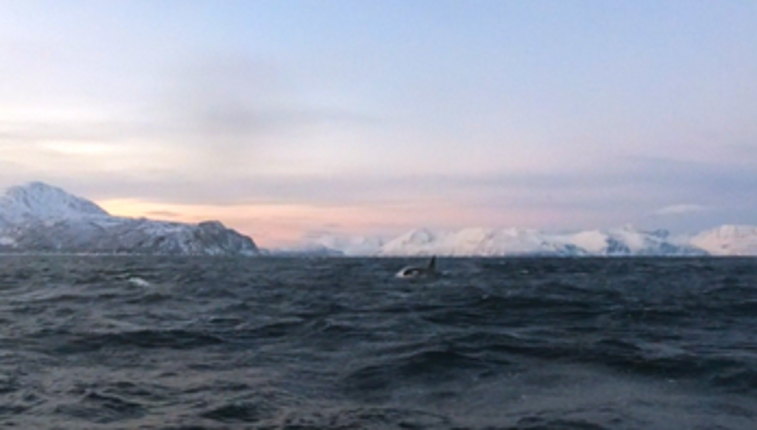 Sentience Stream screenshot