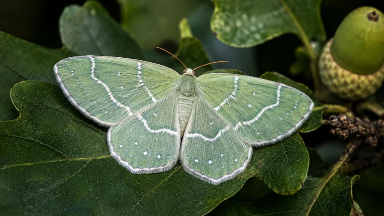 Puzzle Butterflies Image