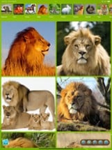 Animal puzzle: kid jigsaw game Image