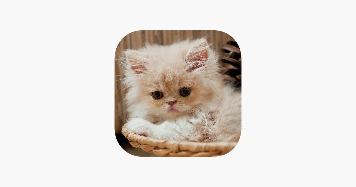 Games like Cats Spot the Difference