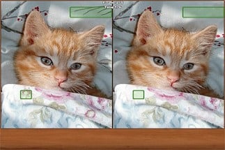 Cats Spot the Difference Image