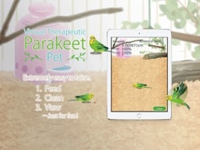 Parakeet Pet Image