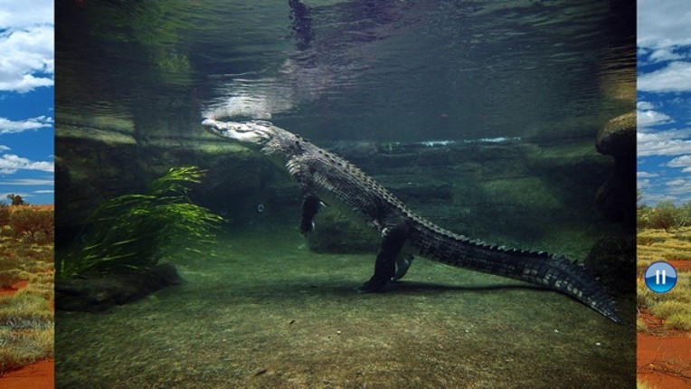 Animals Australia screenshot