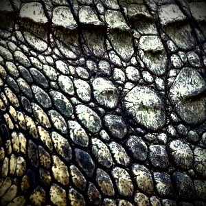 Games like Crocodile Canal