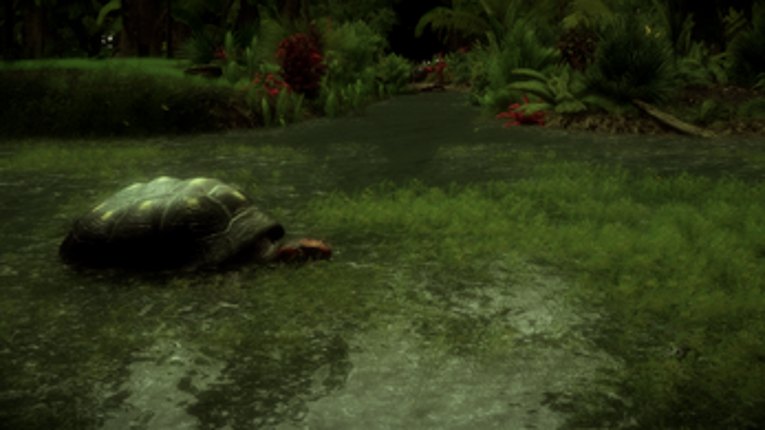 The Red-Footed Tortoise Image