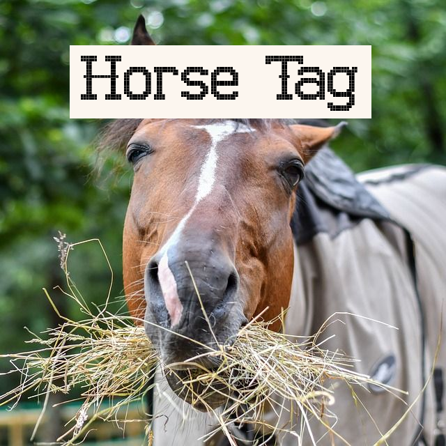 Games like Horse Tag