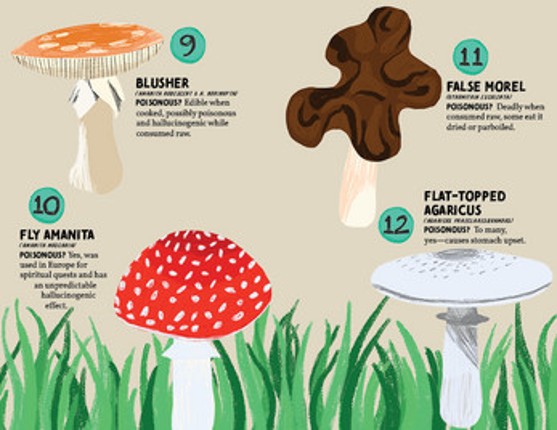 The Fruiting Bodies Image