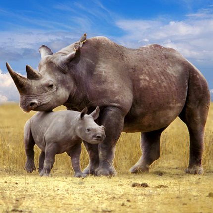 The Rhinoceros Image